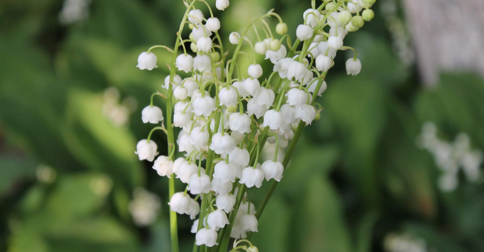 Intoxication muguet