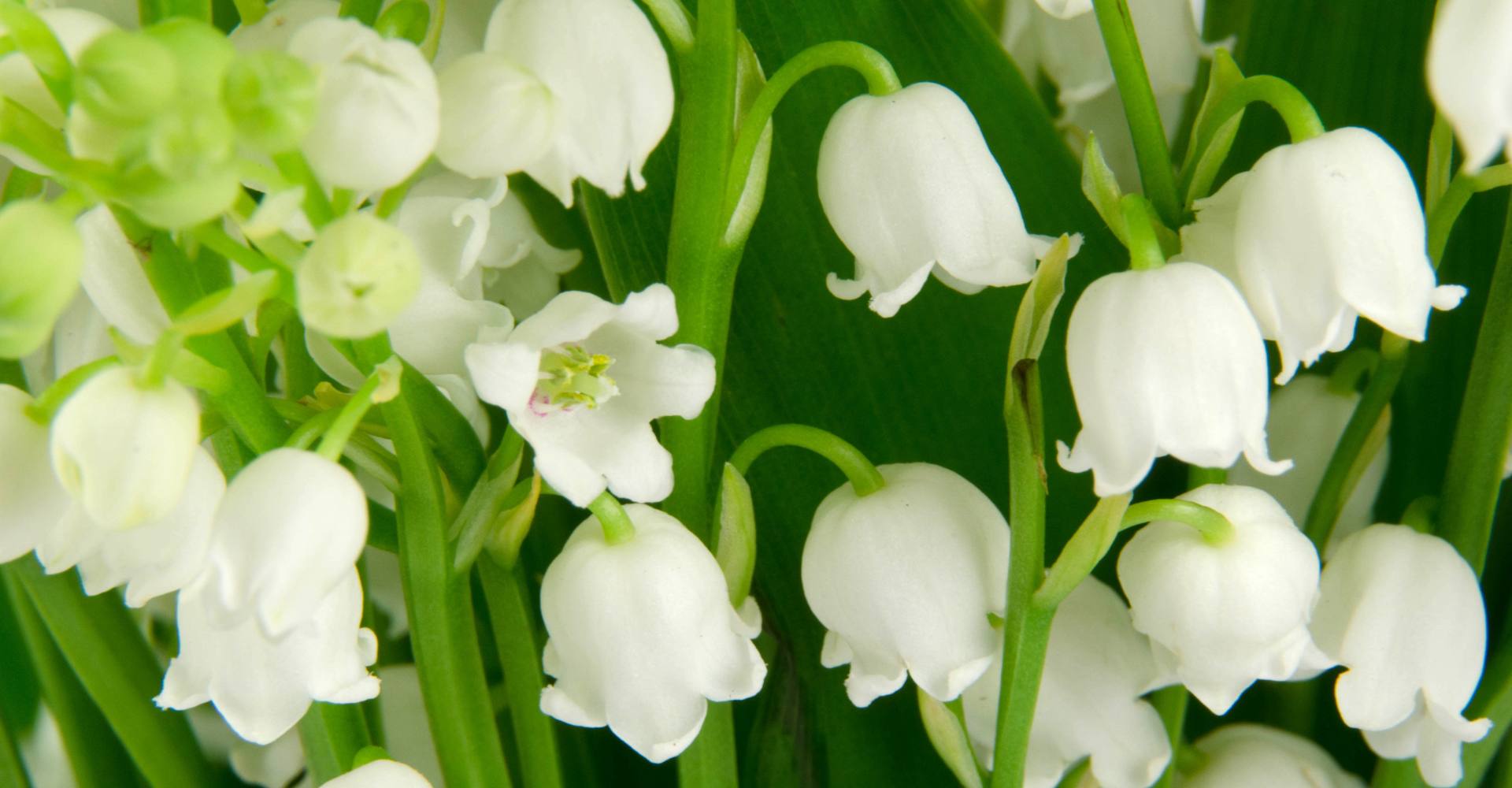 allergie-muguet allergie-muguet
