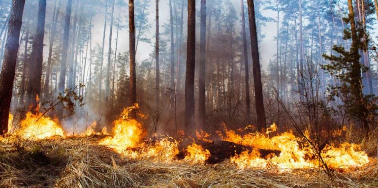 feu dans une foret