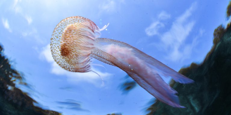 meduse