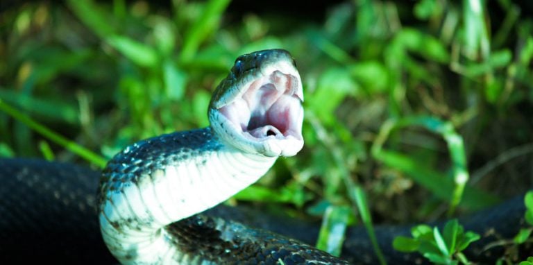 morsure cobra venin serpent