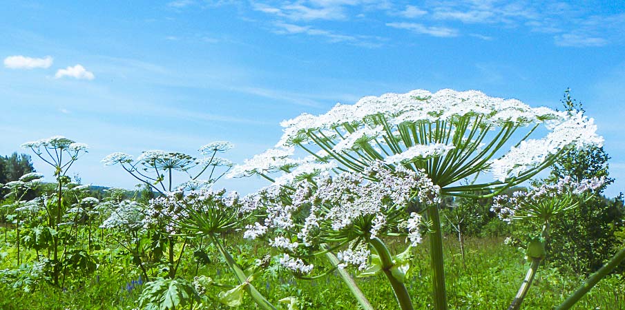 Les plantes toxiques : comment s’en protéger ?