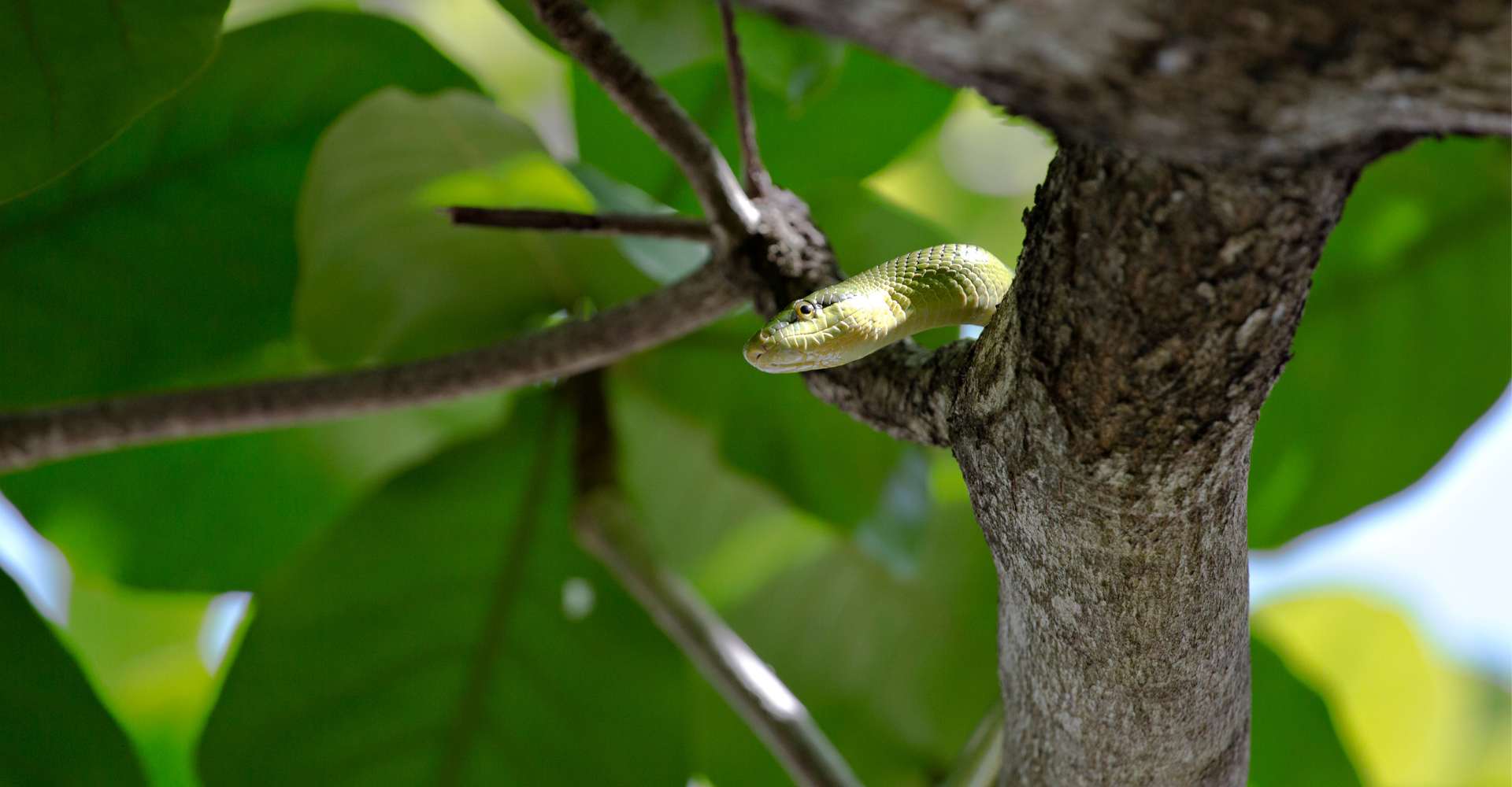 serpent-tropique