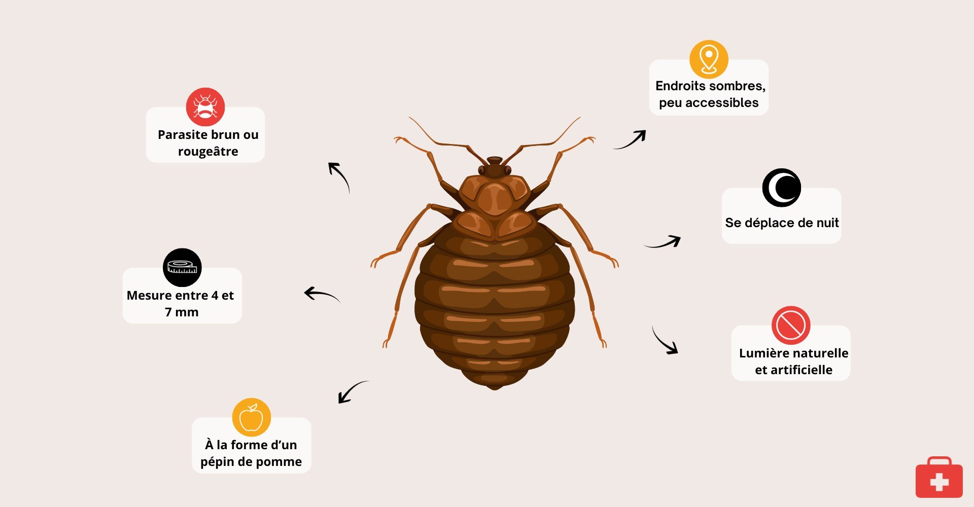 caracteristique-punaise-de-lit