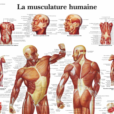 La musculature humaine