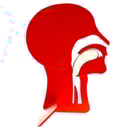 Tête en coupe Laerdal