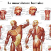 La musculature humaine