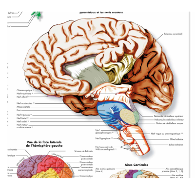 Planche anatomique cerveau