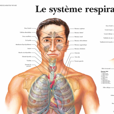 Le système respiratoire