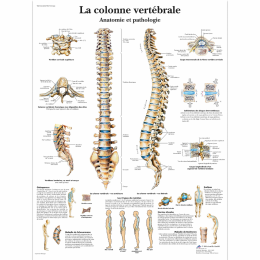 La colonne vertébrale, Anatomie et pathologie