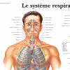 Le système respiratoire