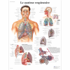 Le système respiratoire